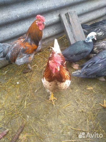 Продам привитых домашн мохноногих петухов на племя