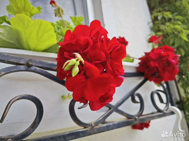 Рассада цветов