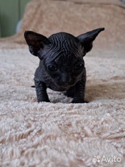 Канадский сфинкс котенок