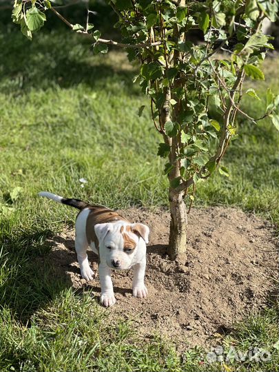 Американский стаффордширский терьер- девочка