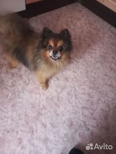 Немецкий шпиц