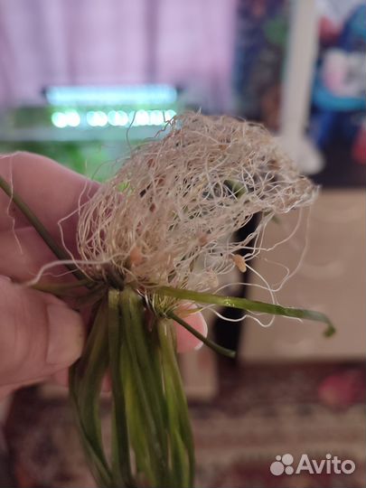 Анубиас, валлиснерия