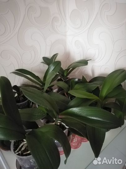 Орхидеи фаленопсис