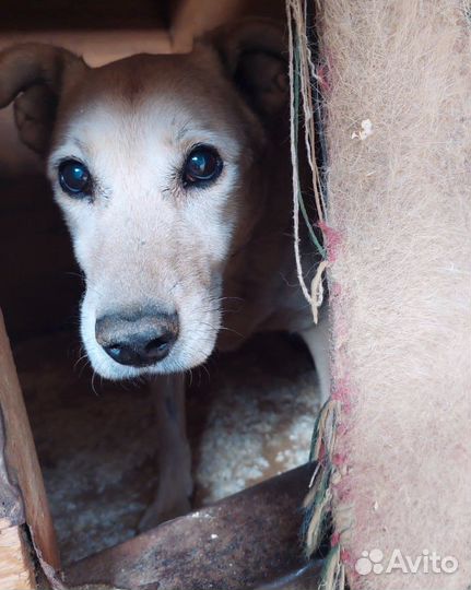 Соль умирает