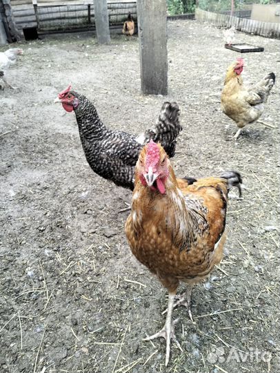 Молодые петухи