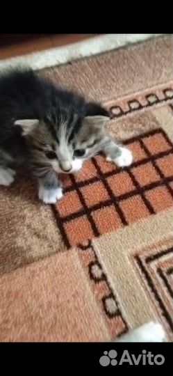 Котята в дар