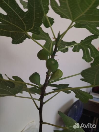 Фикус Карика домашний 300