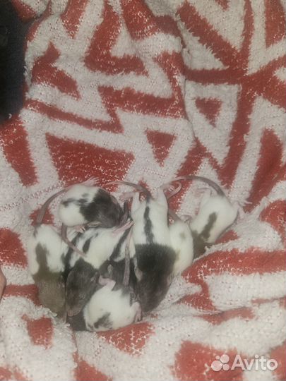 Домашние животные крысы