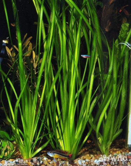 Рыбки и растения