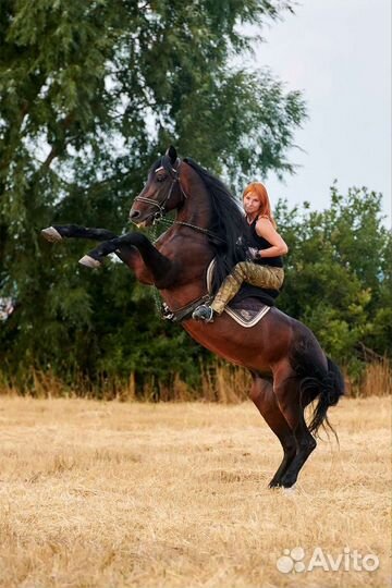 Доберман и трюковой конь для фотосессий