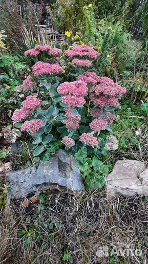 Ростки очитка седум,многолетник