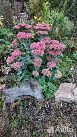 Ростки очитка седум,многолетник