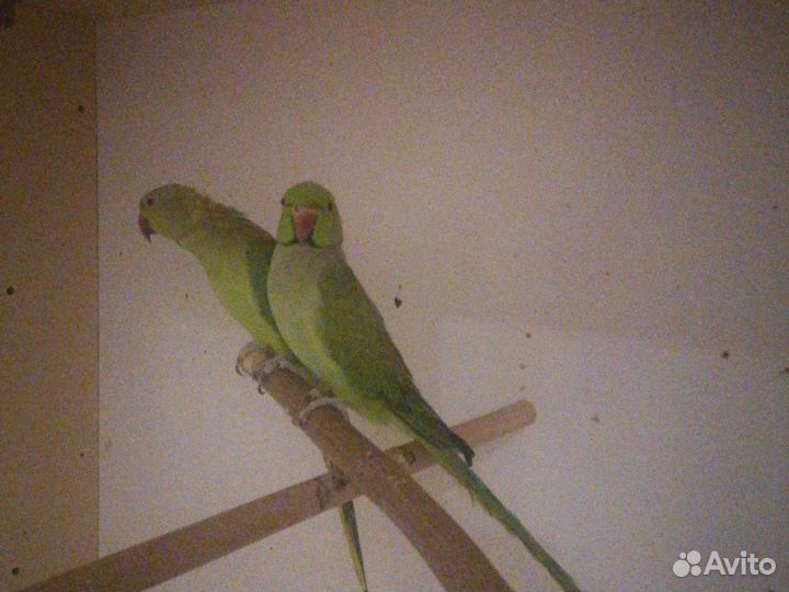 Попугай корелла. Ожереловый за 1 шт 14900