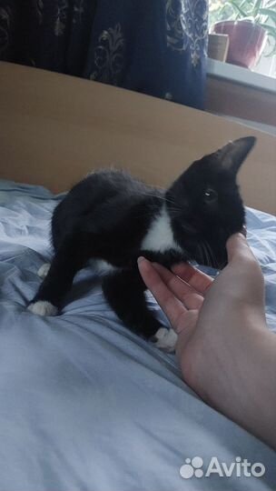 Котенок в добрые руки