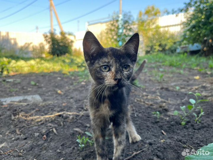 Отдам в добрые руки котят
