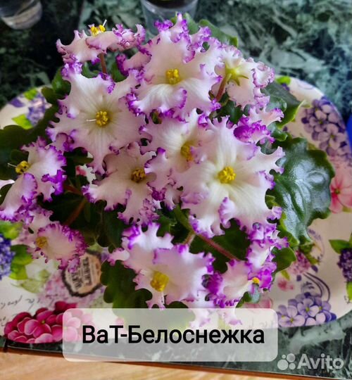 Сортовые фиалки