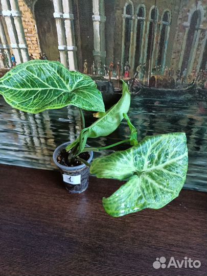 Сингониумы сортовые