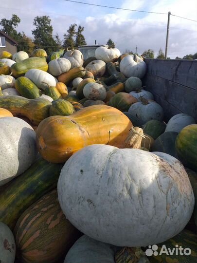 Тыква разных сортов
