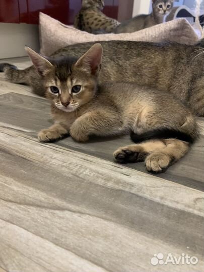 Доставка котенка