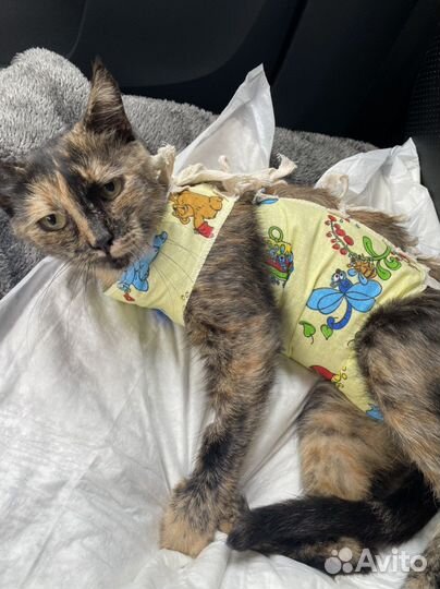 Кошечка в добрые руки