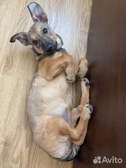 Чудесная девочка щенок