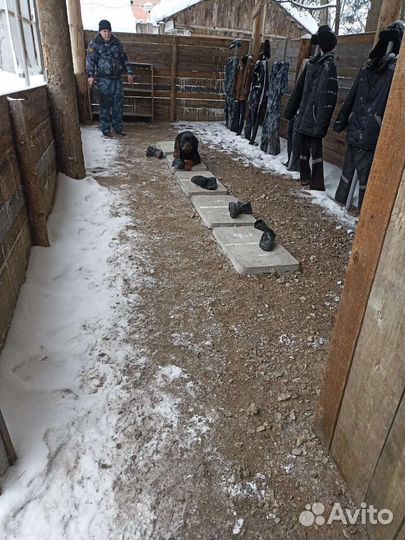 Услуги кинолога