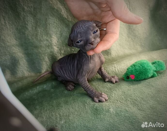 Канадский сфинкс котенок девочка