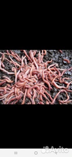 Навозные черви