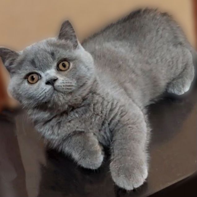 Британский короткошёрстный котёнок