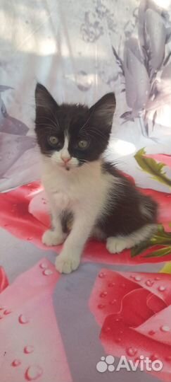 Отдаем питомцев в добрые руки