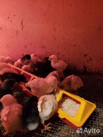 Цыплята кур несушек