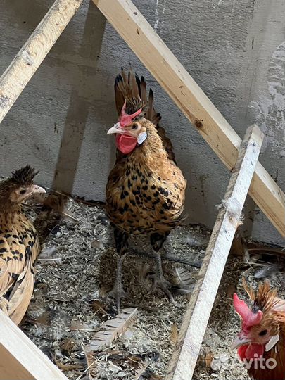 Аппенцеллер золото и серебро