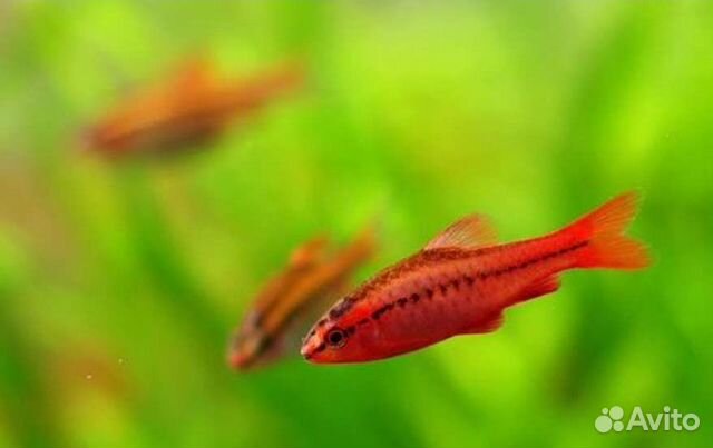 Барбус вишневый, коридорас оранж