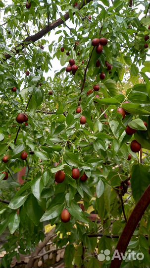 Саженцы Зизифуса и другие саженцы