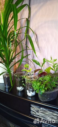 Комнатные растения в ассортименте