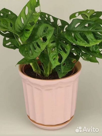 Керамические горшки и кашпо Модерн Легенда