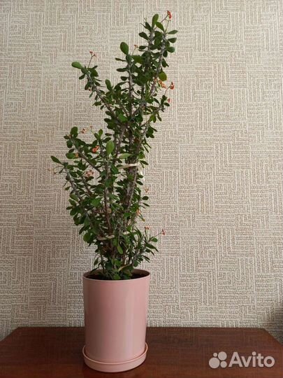 Молочай миля