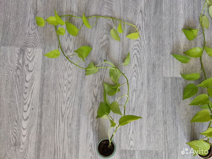 Сциндапсус неон