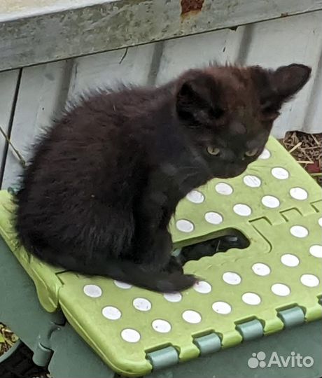 Кошки в добрые руки бесплатно