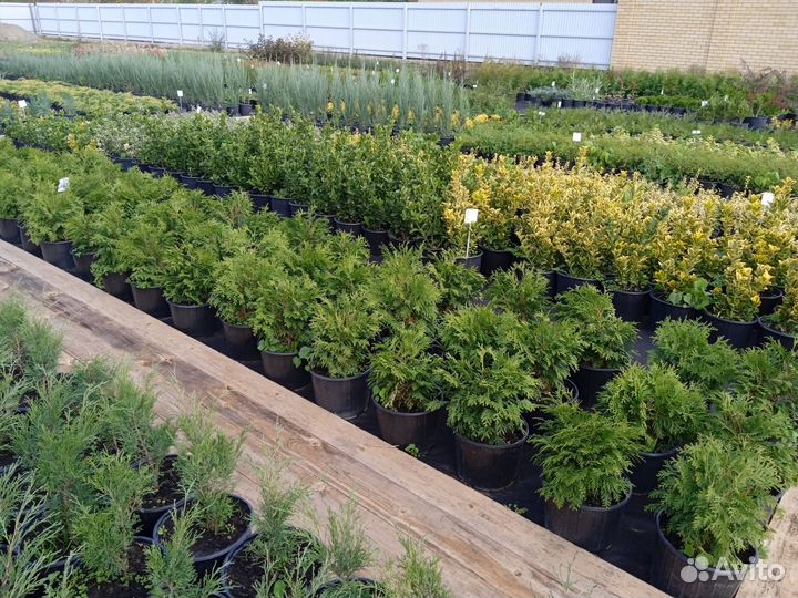 Саженцы декоративных растений для сада