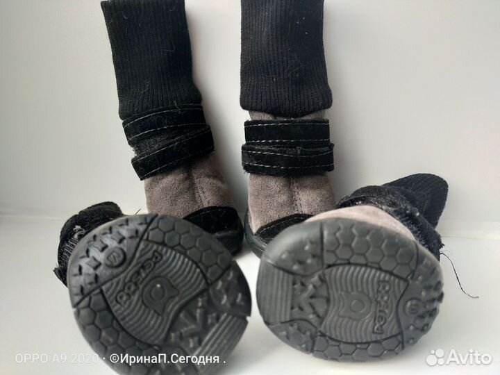 Одежда и обувь для собак