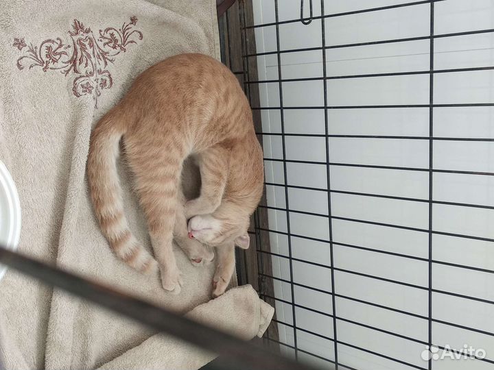 Породистый котёнок мальчик