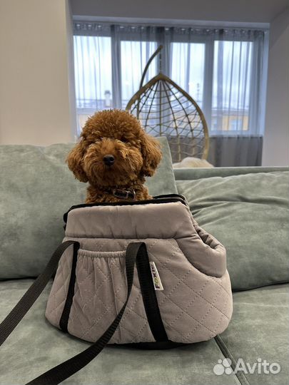 Сумка для мелких собак