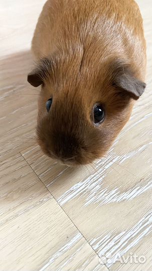 Морская свинка Калифорния