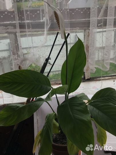 Спатифиллум