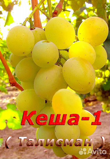 Череки винограда