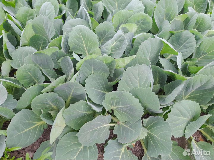 Рассада капусты