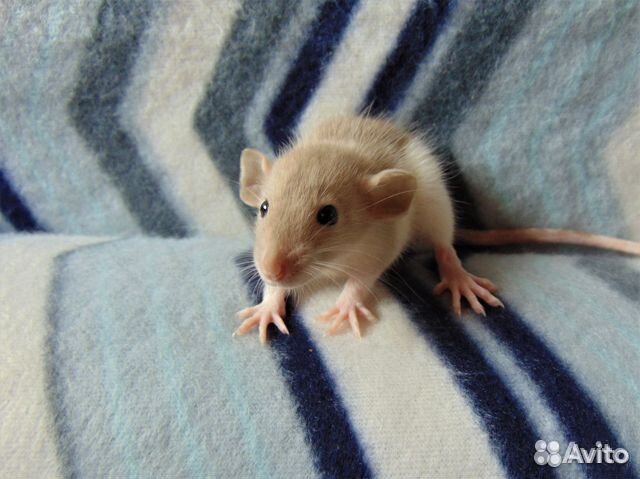 Крысята - очаровашки - дамбики - клекти, гамак