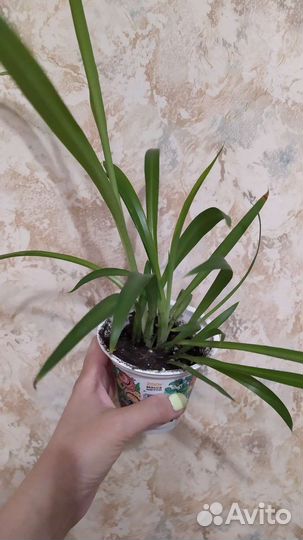 Домашние растения