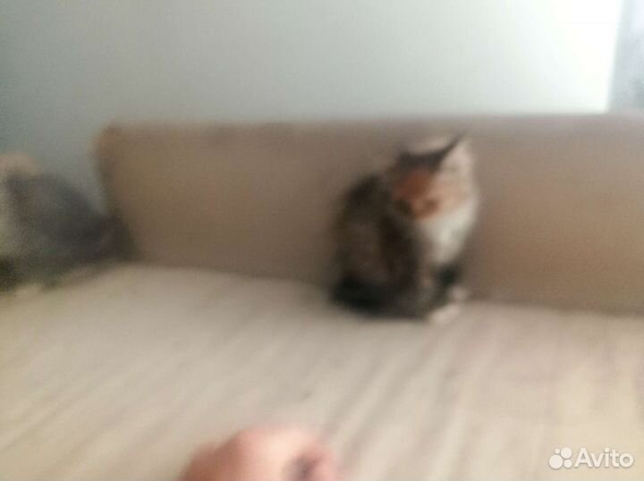 Котята в добрые руки бесплатно